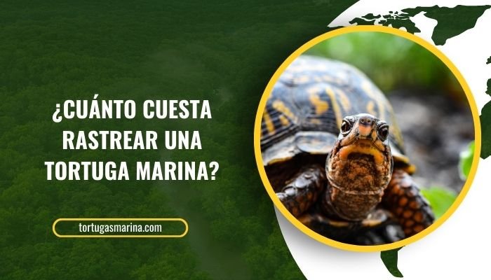 ¿Cuánto cuesta rastrear una tortuga marina?