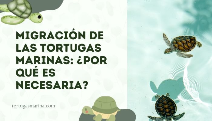 Migración de las tortugas marinas: ¿Por qué es necesaria?