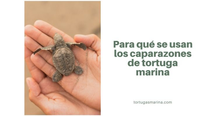 Para qué se usan los caparazones de tortuga marina