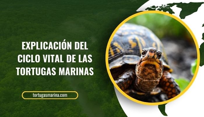 Explicación del ciclo vital de las tortugas marinas