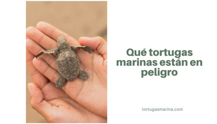 Qué tortugas marinas están en peligro