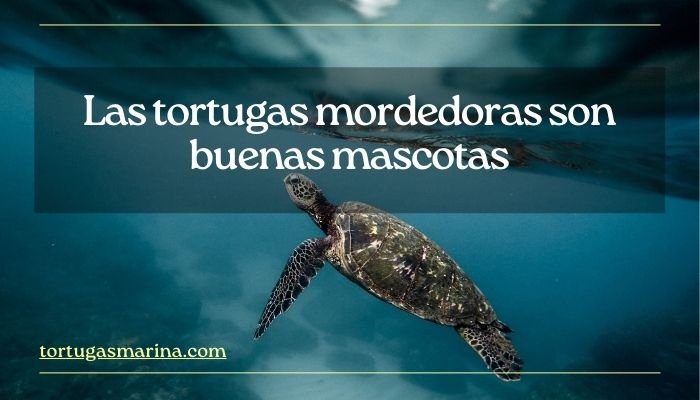 Las tortugas mordedoras son buenas mascotas