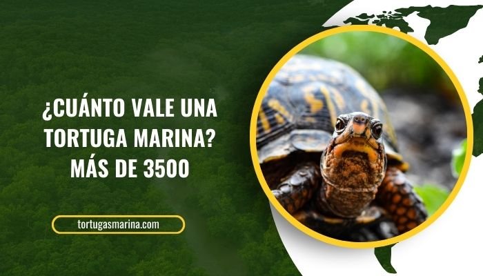 ¿Cuánto vale una tortuga marina? Más de 3500