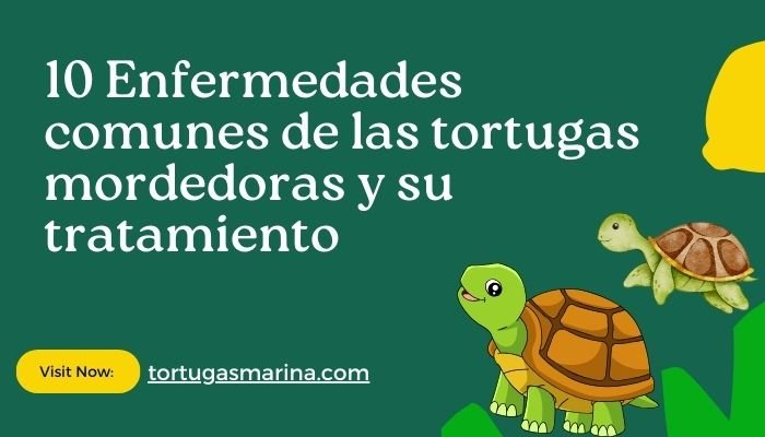 10 Enfermedades comunes de las tortugas mordedoras y su tratamiento