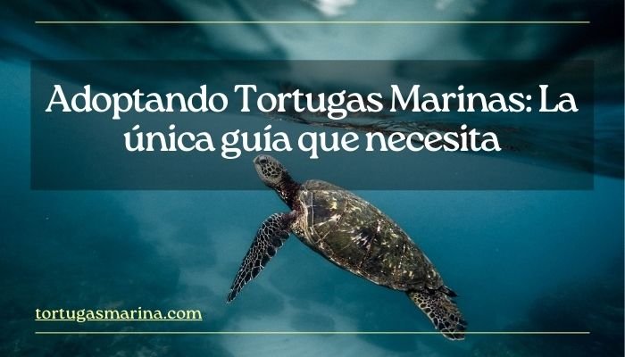 Adoptando Tortugas Marinas: La única guía que necesita