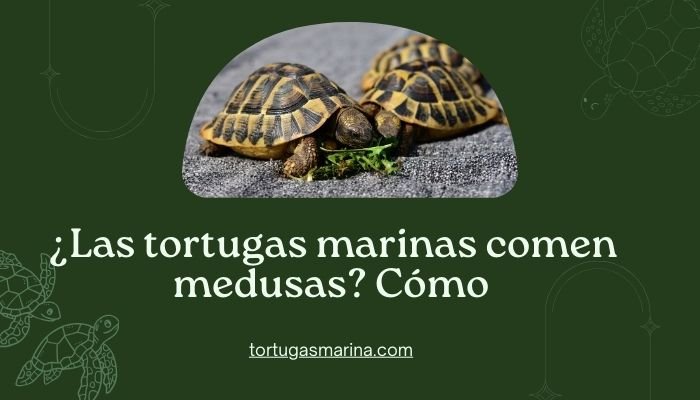 ¿Las tortugas marinas comen medusas? Cómo