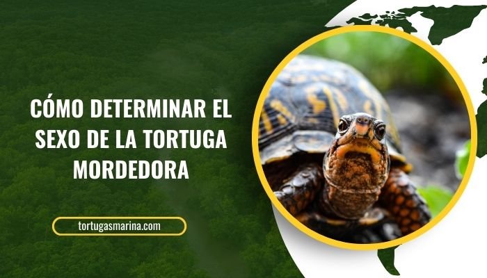 Cómo determinar el sexo de la tortuga mordedora