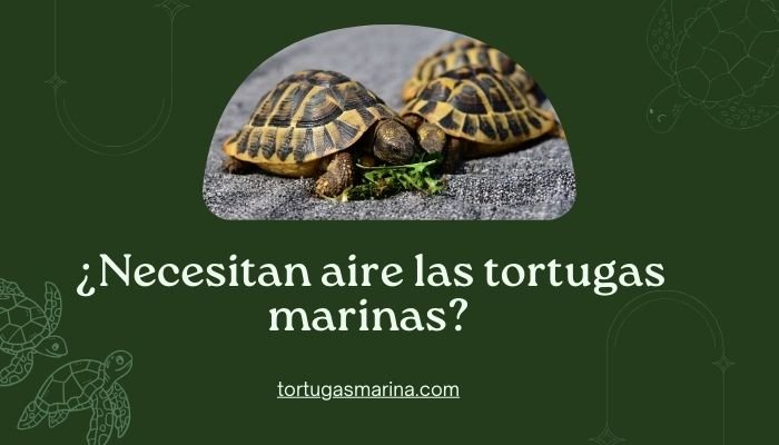 ¿Necesitan aire las tortugas marinas?
