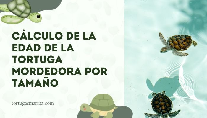 Cálculo de la edad de la tortuga mordedora por tamaño