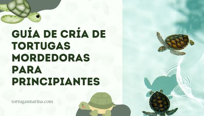 Guía de cría de tortugas mordedoras para principiantes