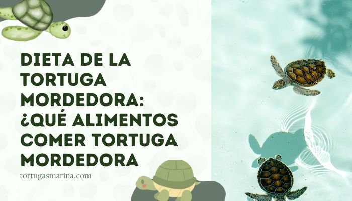 Dieta de la Tortuga Mordedora: ¿Qué alimentos comer tortuga mordedora