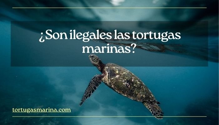 ¿Son ilegales las tortugas marinas?
