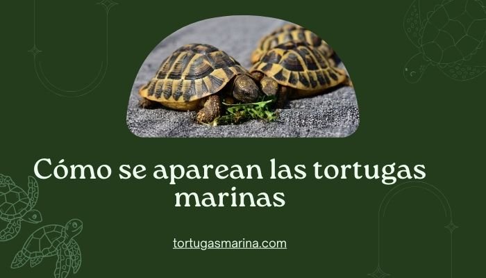 Cómo se aparean las tortugas marinas