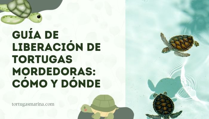 Guía de liberación de tortugas mordedoras: Cómo y dónde