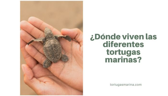 ¿Dónde viven las diferentes tortugas marinas?