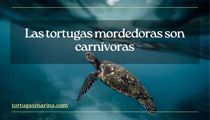 Las tortugas mordedoras son carnívoras