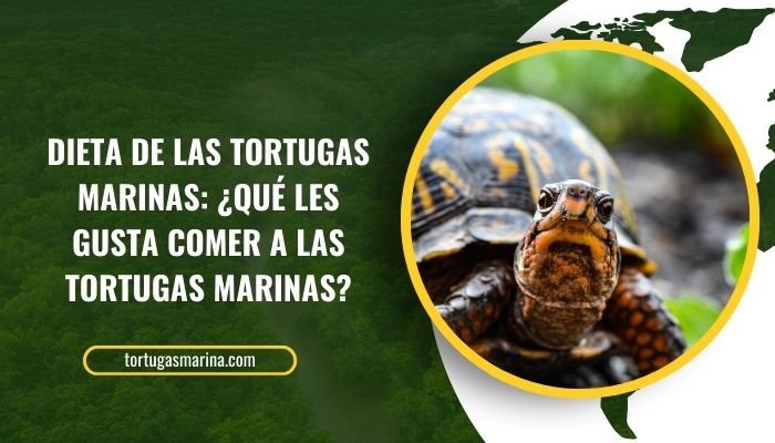 Dieta de las Tortugas Marinas: ¿Qué les gusta comer a las tortugas marinas?