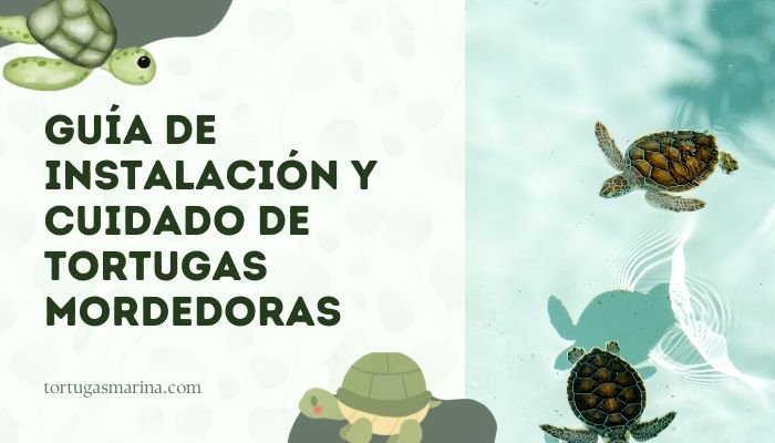 Guía de instalación y cuidado de tortugas mordedoras