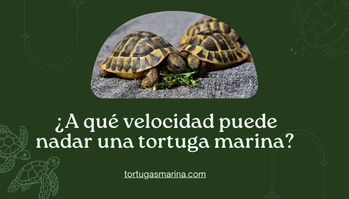 ¿A qué velocidad puede nadar una tortuga marina?
