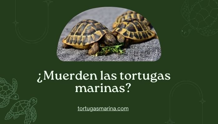 ¿Muerden las tortugas marinas?