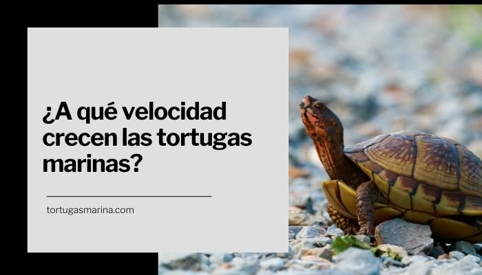 ¿A qué velocidad crecen las tortugas marinas?