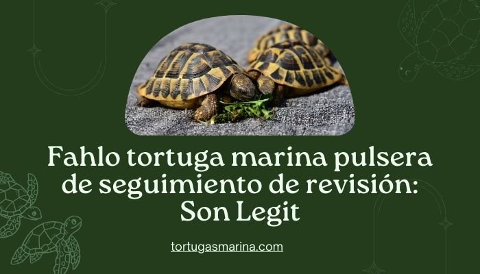 Fahlo tortuga marina pulsera de seguimiento de revisión: Son Legit