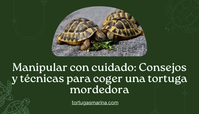 Manipular con cuidado: Consejos y técnicas para coger una tortuga mordedora