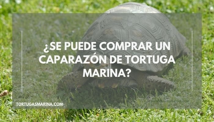 ¿Se puede comprar un caparazón de tortuga marina?
