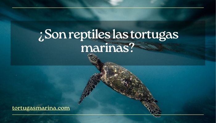 ¿Son reptiles las tortugas marinas?