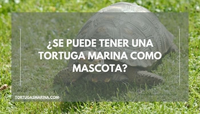 ¿Se puede tener una tortuga marina como mascota?