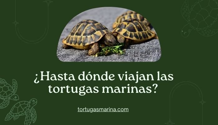 ¿Hasta dónde viajan las tortugas marinas?