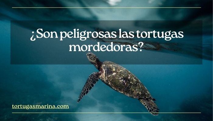 ¿Son peligrosas las tortugas mordedoras?