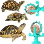 Do Pet Tortoises Need Toys?