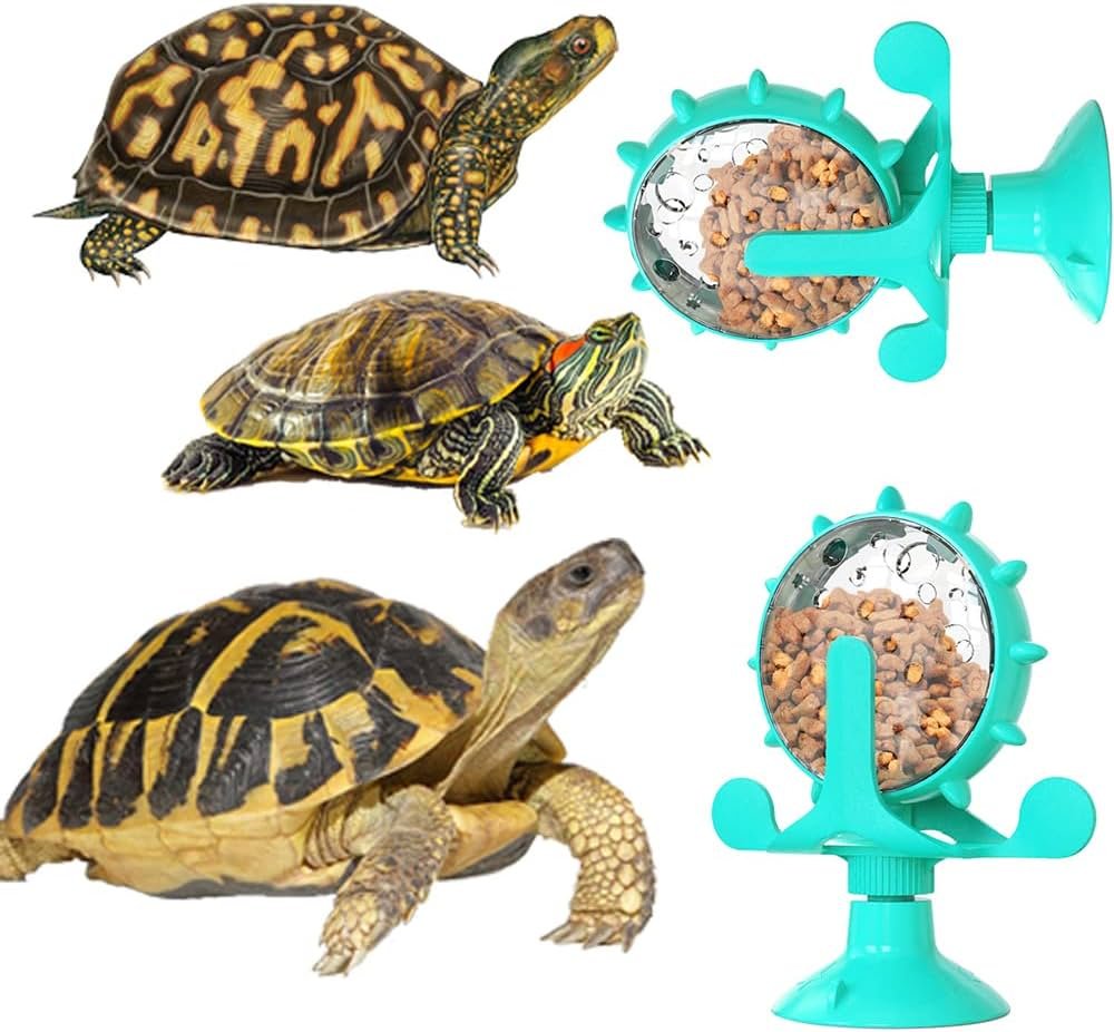 Do Pet Tortoises Need Toys?