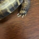 Do Tortoise Nails Need Clipping?