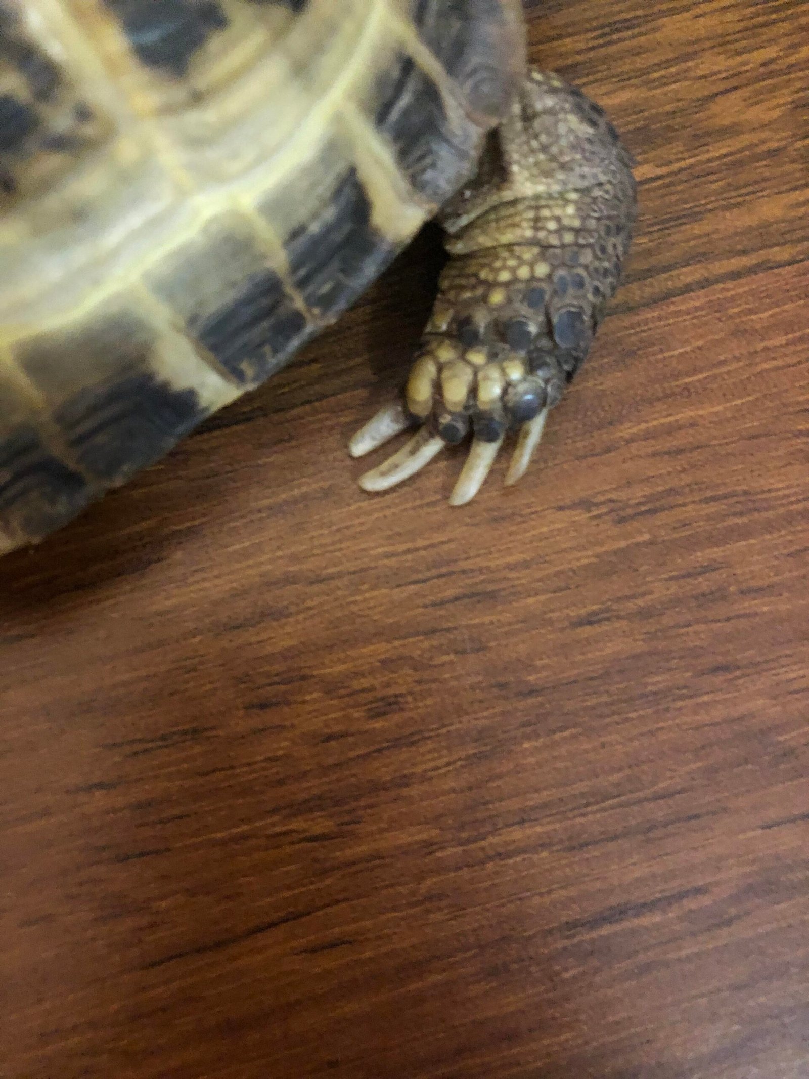 Do Tortoise Nails Need Clipping?