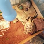 Do Tortoises Like To Climb?