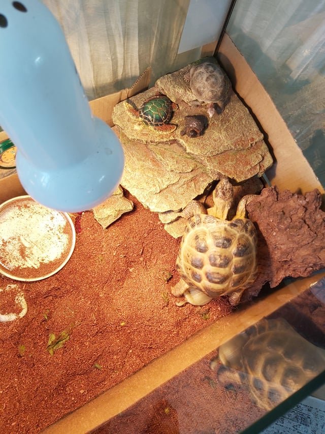 Do Tortoises Like To Climb?