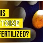 How To Tell If Tortoise Eggs Are Fertile?