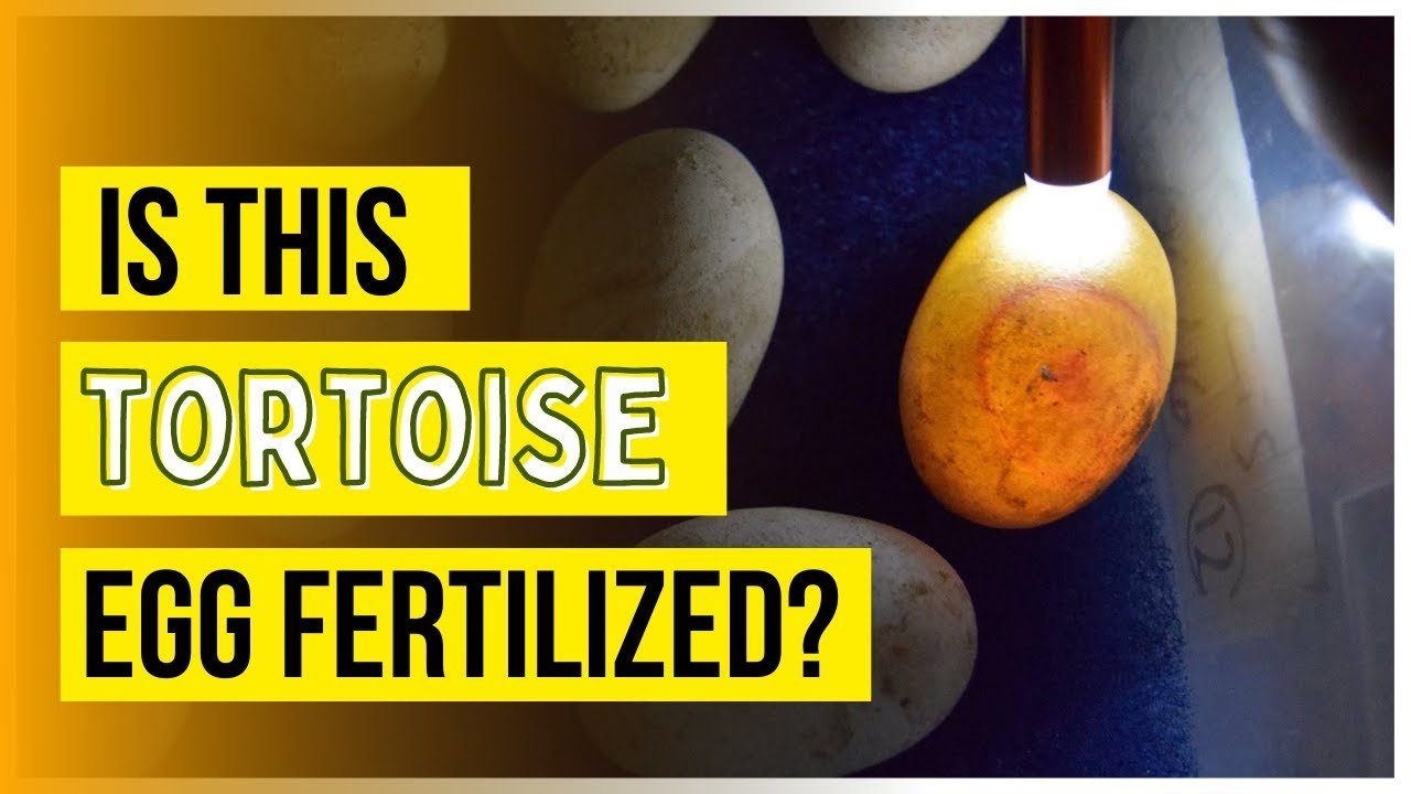 How To Tell If Tortoise Eggs Are Fertile?