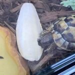 Is Cuttlefish Good For Tortoise?