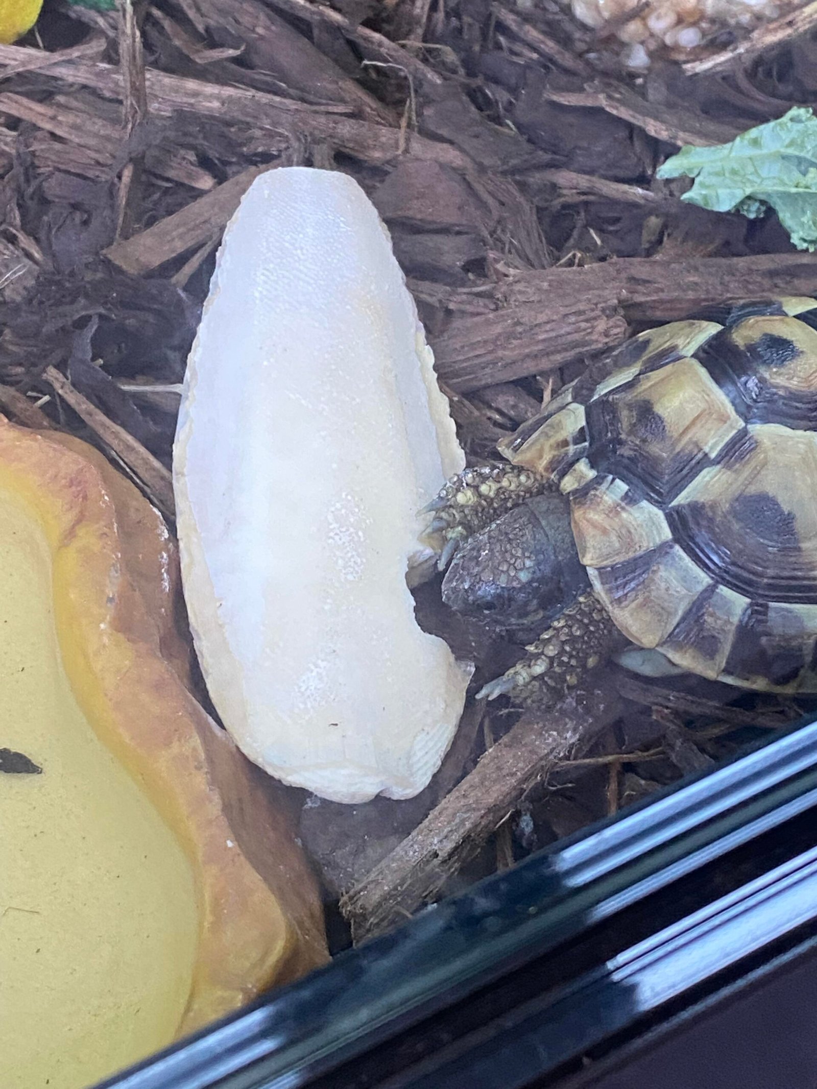 Is Cuttlefish Good For Tortoise?