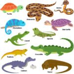 Animales Reptiles Ejemplos