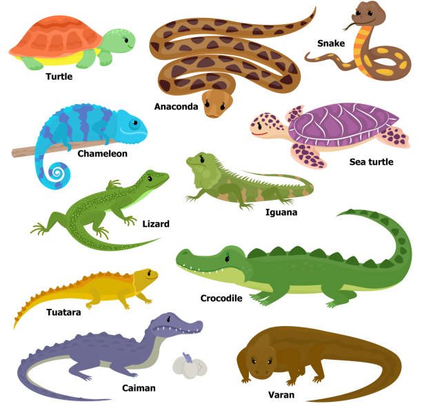 Animales Reptiles Ejemplos