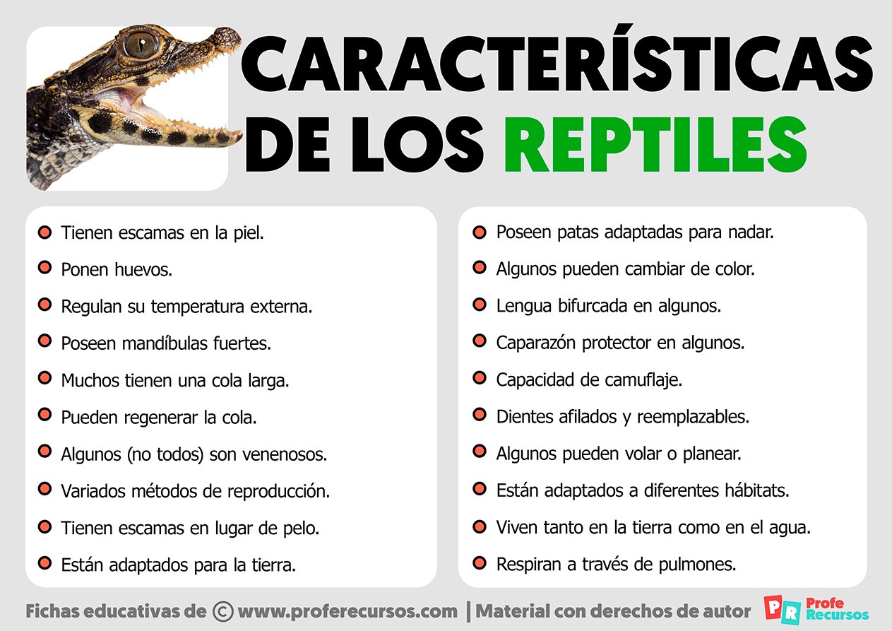 Caracteristicas De Los Reptiles