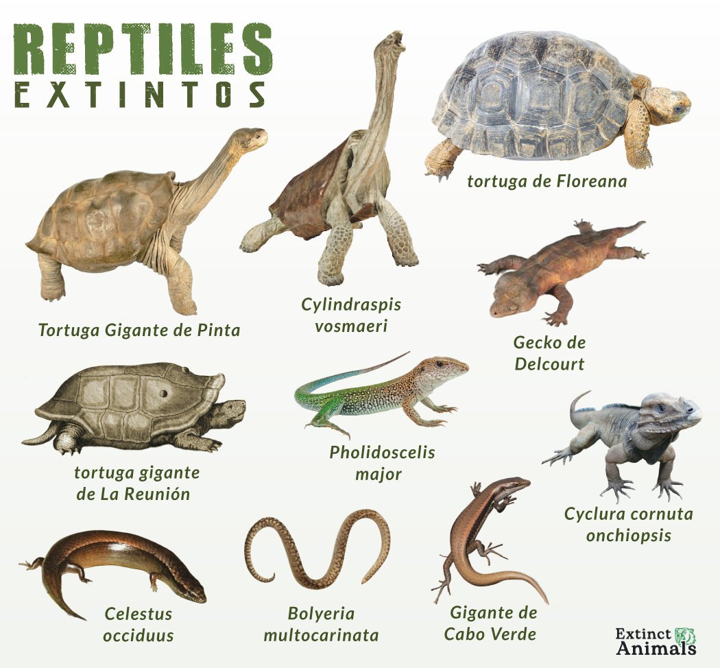 Clases De Reptiles