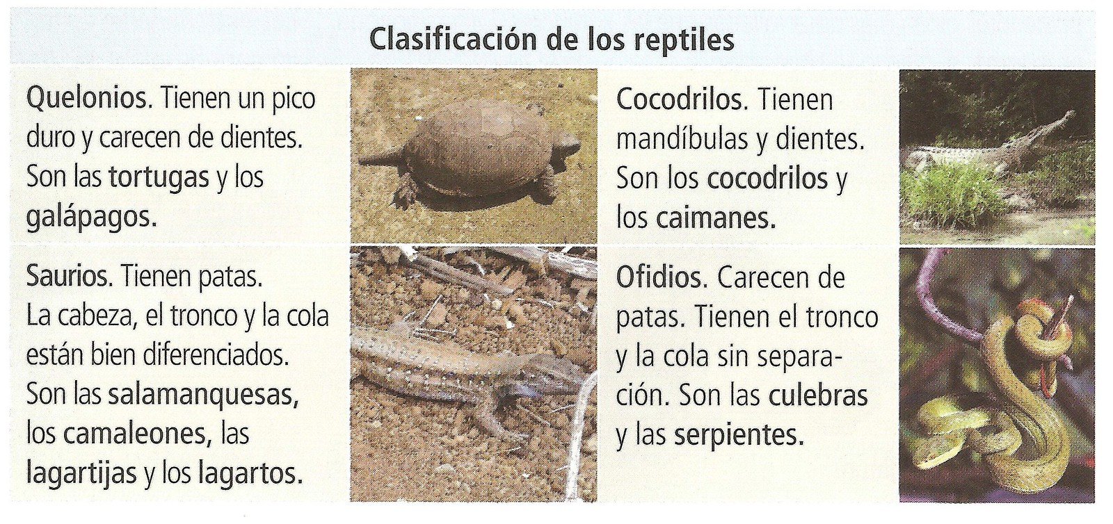 Clasificacion De Los Reptiles