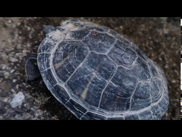 Como Duermen Las Tortugas De Agua