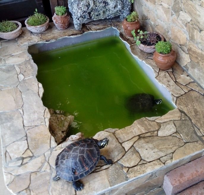 Estanque Para Tortugas De Agua