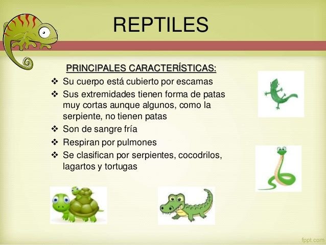 Extremidades De Los Reptiles